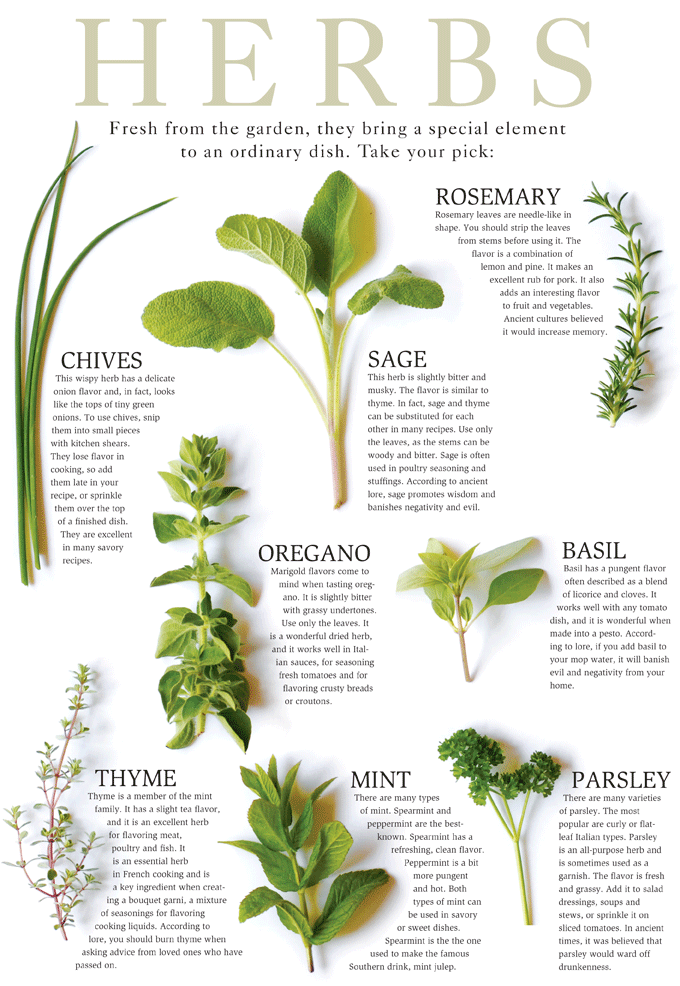 Identification of Herbs wildramp